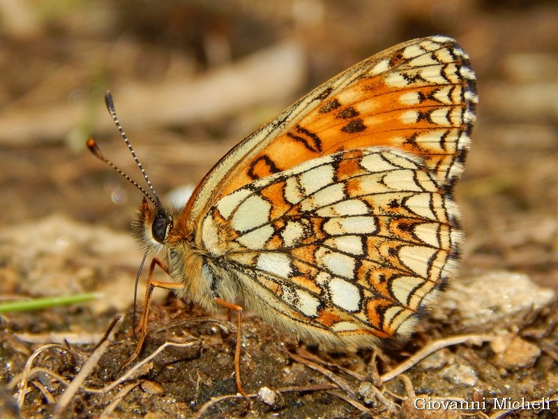 Melitaea diamina